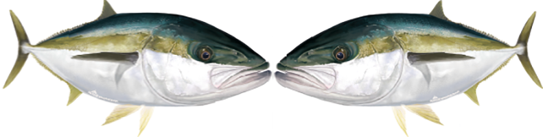 Kingfish Decals