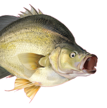 Yellowbelly - Golden Perch Decals