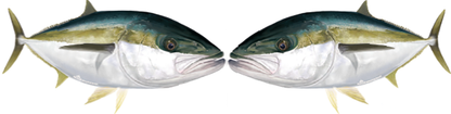 Kingfish Decals