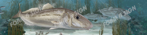 Whiting
