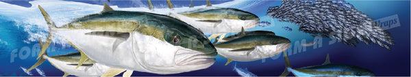 Yellowtail Kingfish