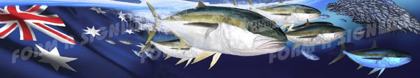 Aussie Yellowtail Kingfish