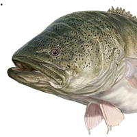 Murray Cod Decals 2 Pack (4 decals)