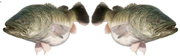 Murray Cod Decals – Form A Sign
